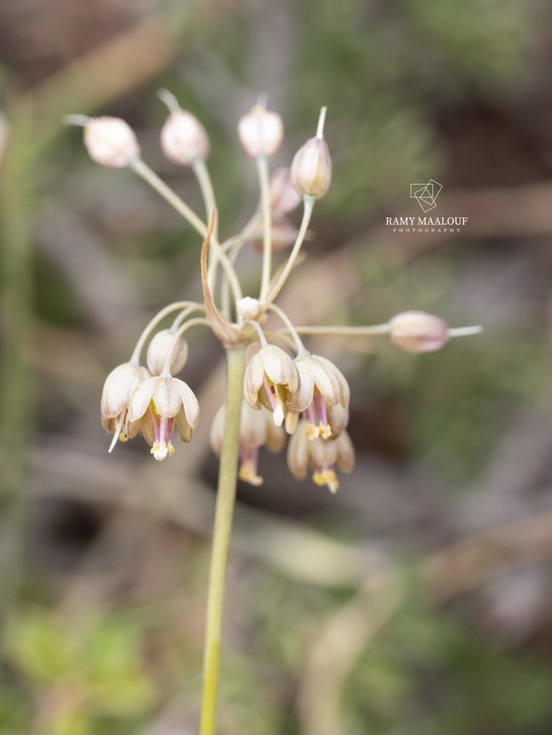 Allium pseudostamineum