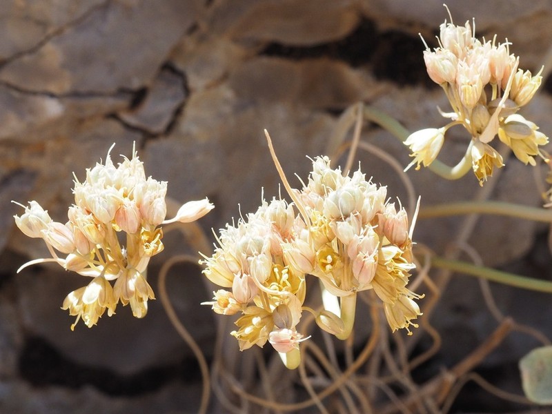 Allium pseudostamineum photo 2