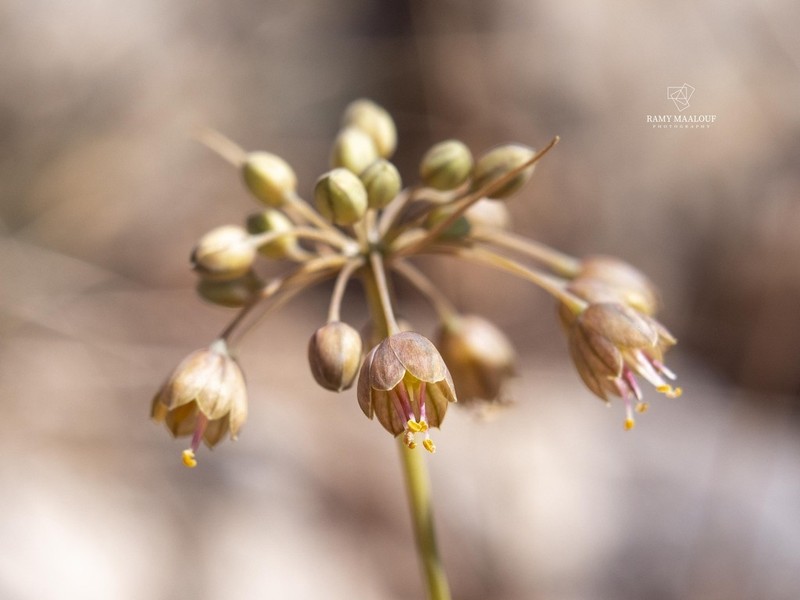 Allium pseudostamineum photo 3