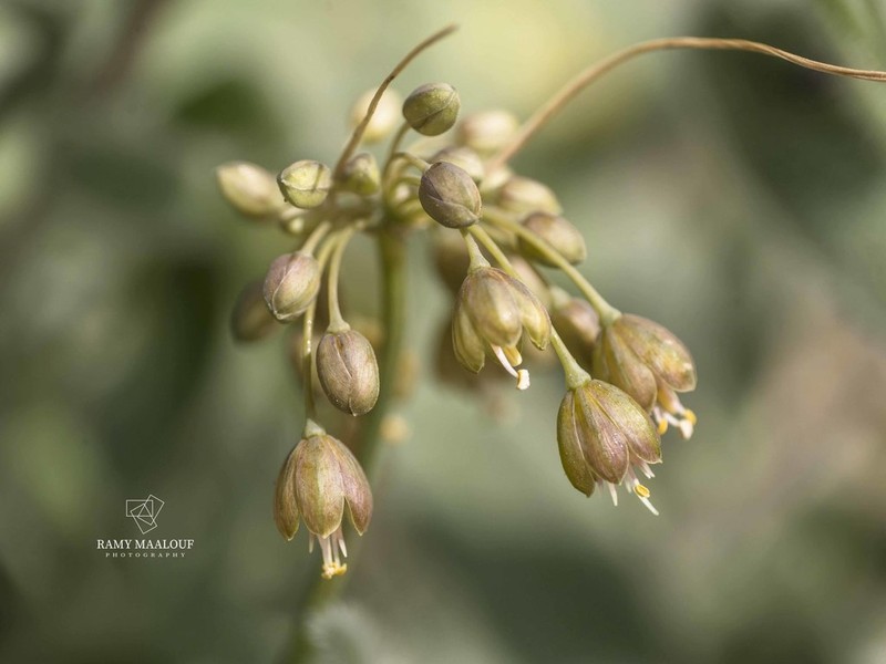 Allium pseudostamineum photo 4