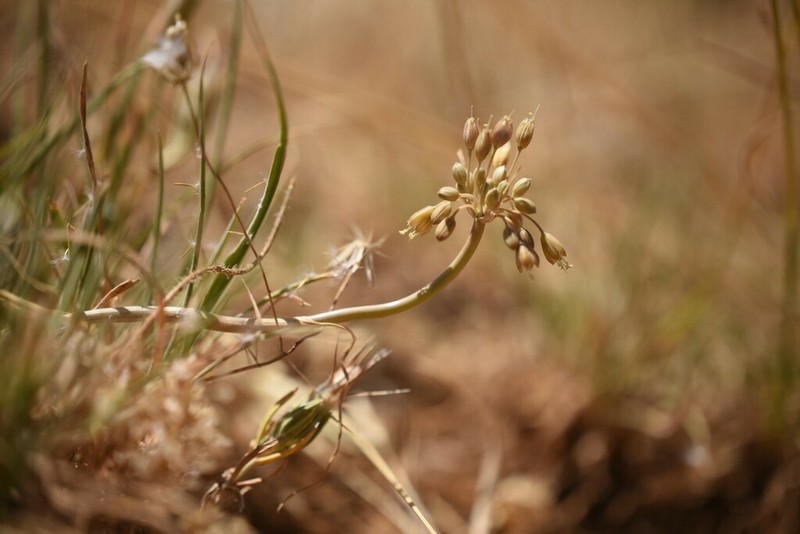 Allium pseudostamineum photo 5