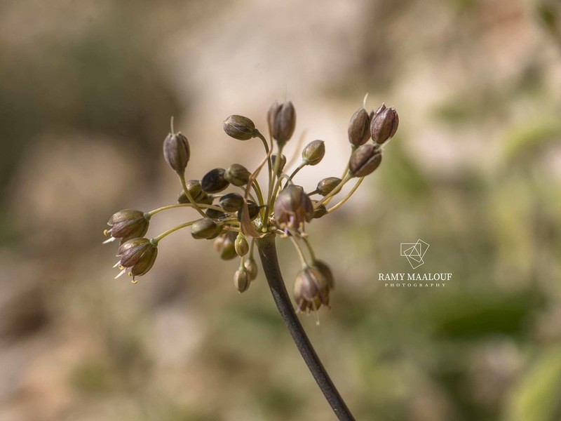 Allium pseudostamineum photo 6