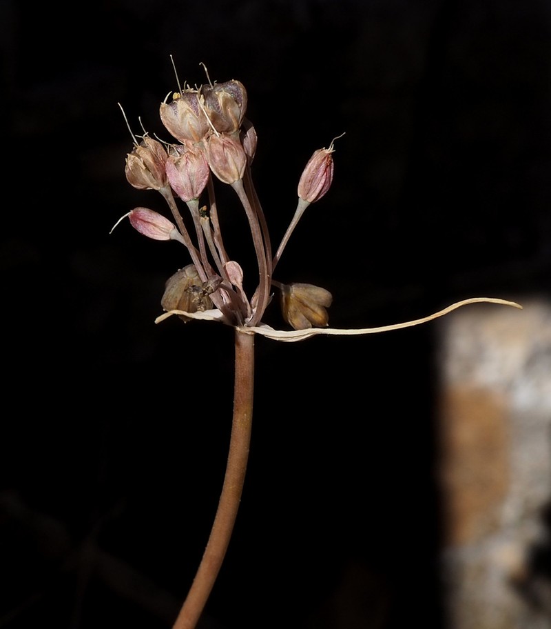 Allium pseudostamineum photo 7