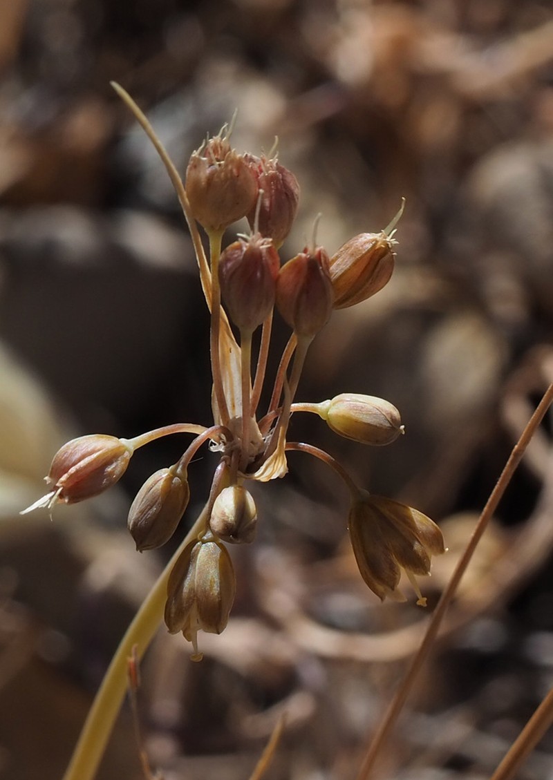 Allium pseudostamineum photo 8