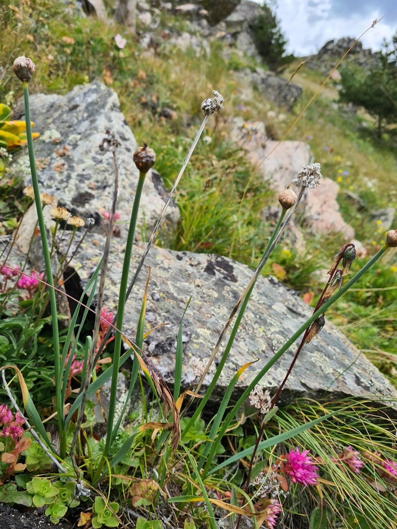 Allium pseudostrictum photo 2
