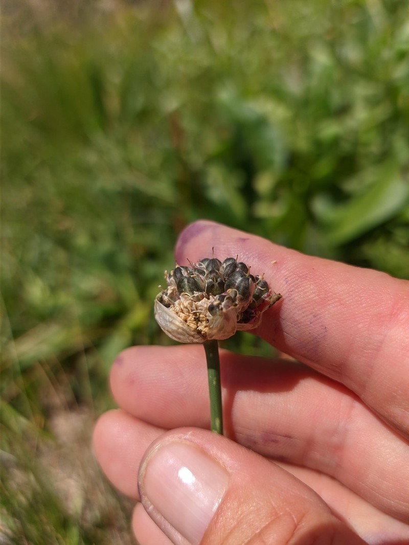 Allium pseudostrictum photo 3