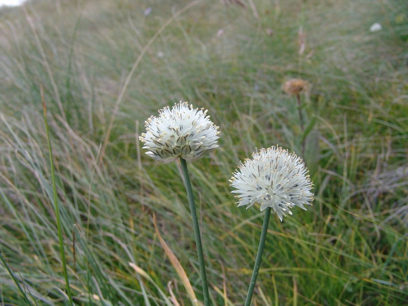 Allium pseudostrictum photo 4