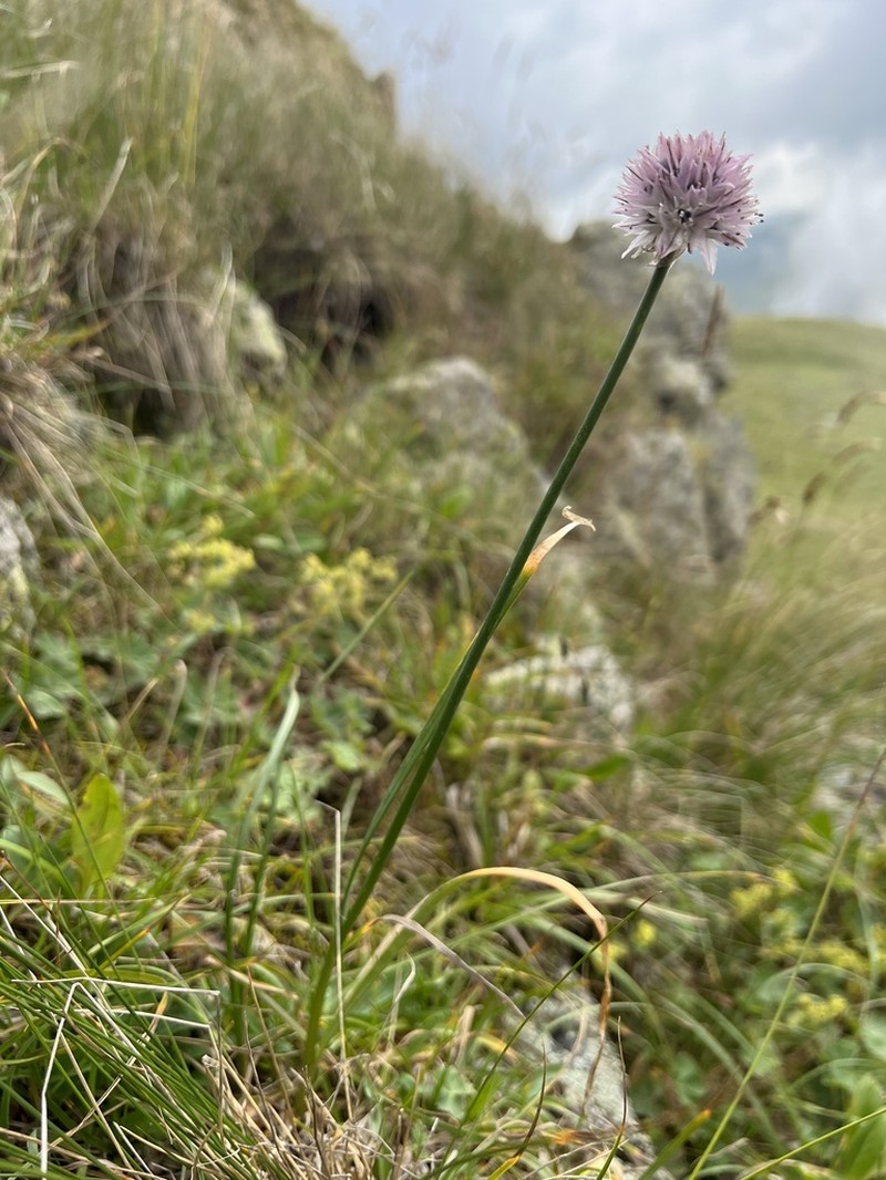 Allium pseudostrictum photo 5