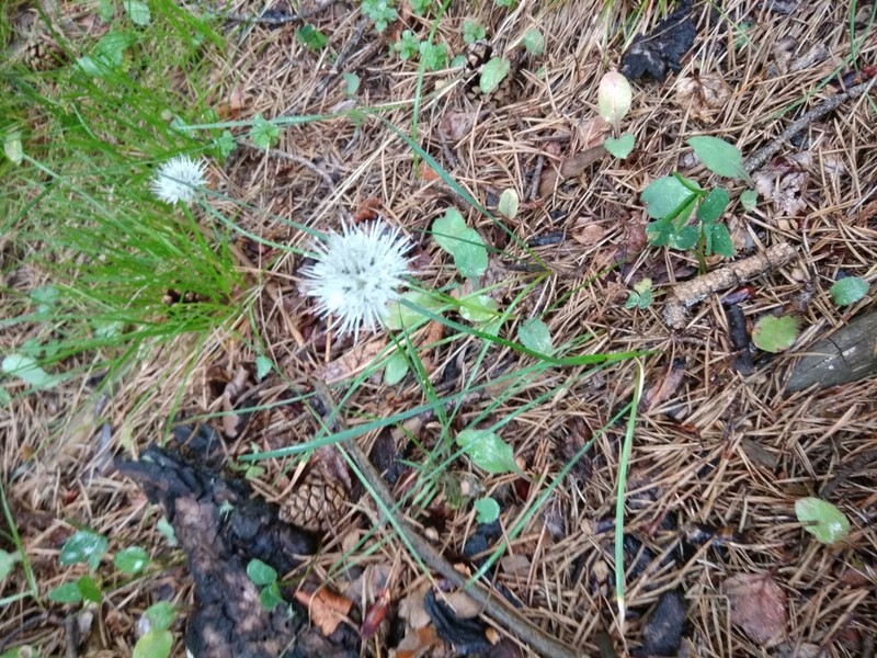 Allium pseudostrictum photo 6