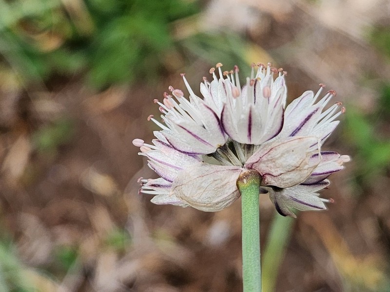 Allium pseudostrictum photo 7