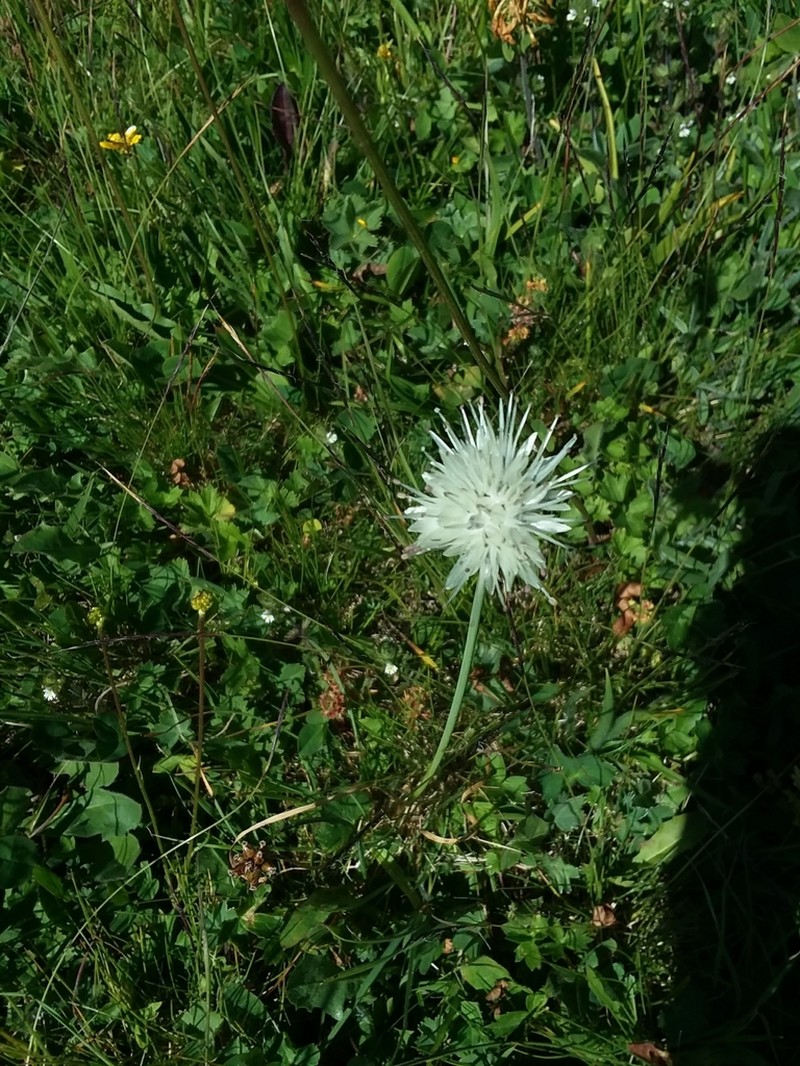 Allium pseudostrictum photo 8