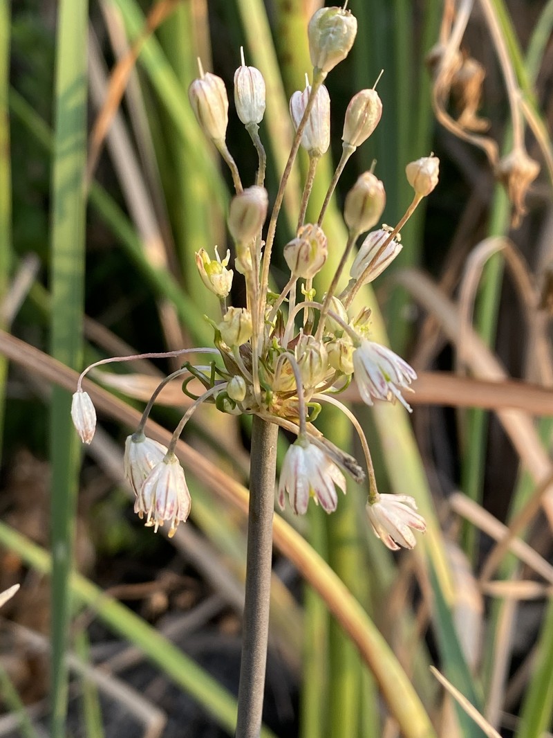 Allium pseudotelmatum photo 2