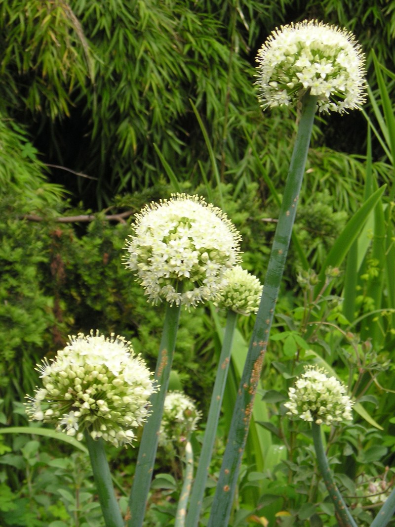 Allium pskemense
