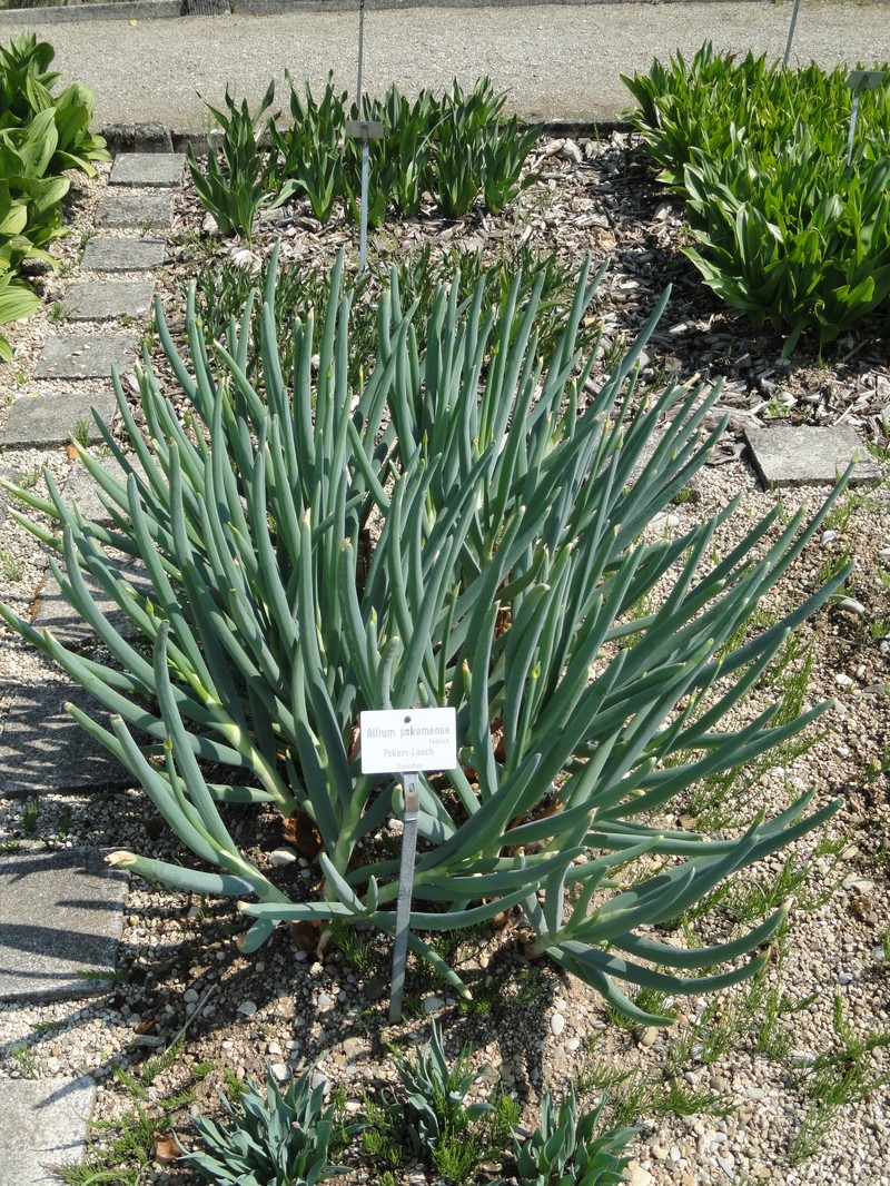 Allium pskemense photo 2