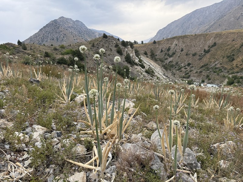 Allium pskemense photo 4