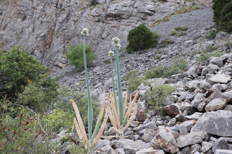 Allium pskemense photo 5