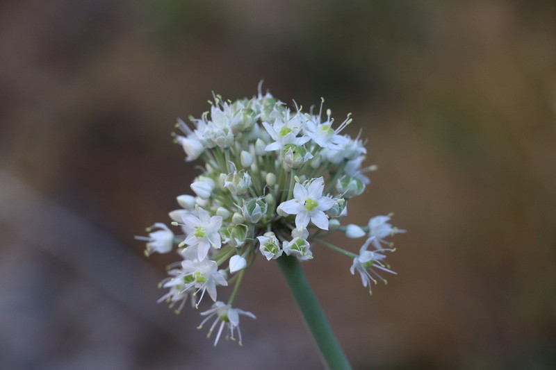 Allium pskemense photo 6