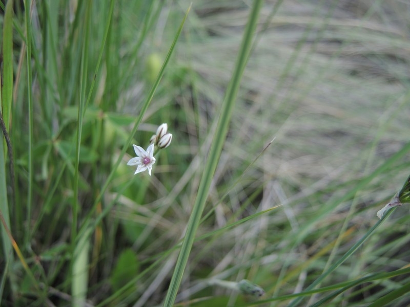 Allium pueblanum photo 2