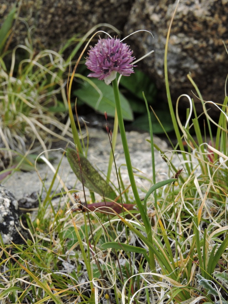 Allium pumilum