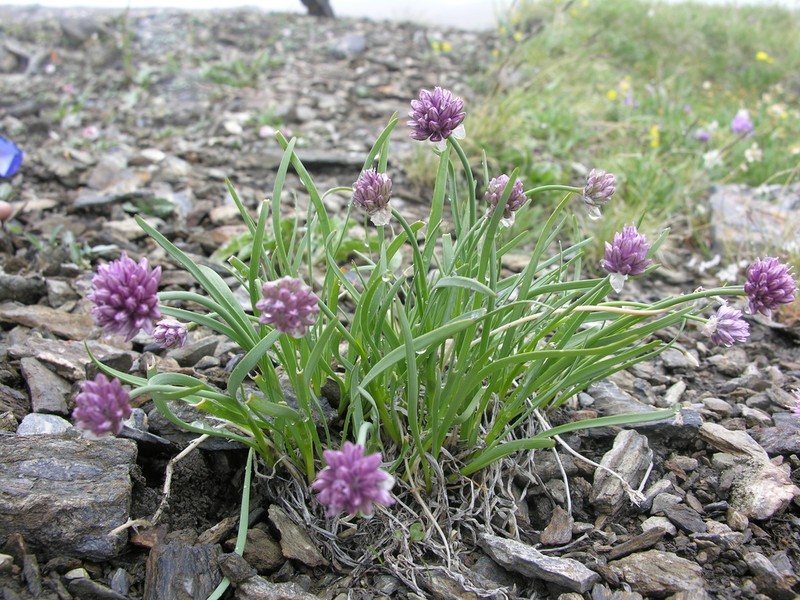 Allium pumilum photo 2