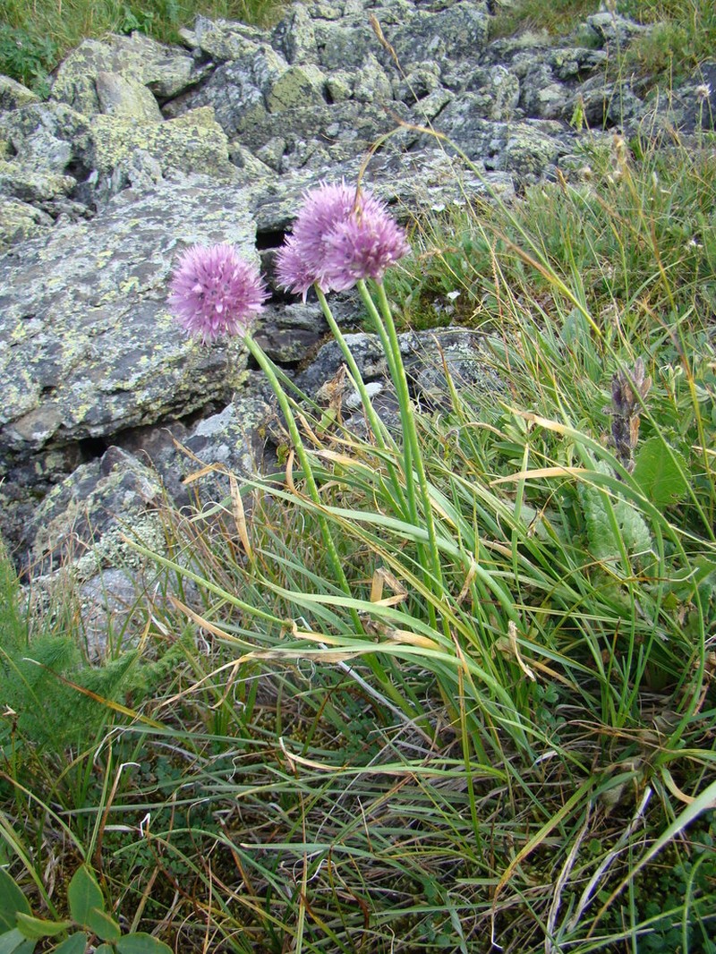 Allium pumilum photo 3
