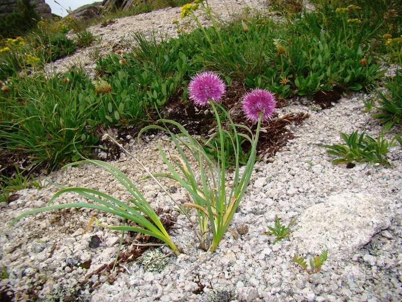 Allium pumilum photo 4