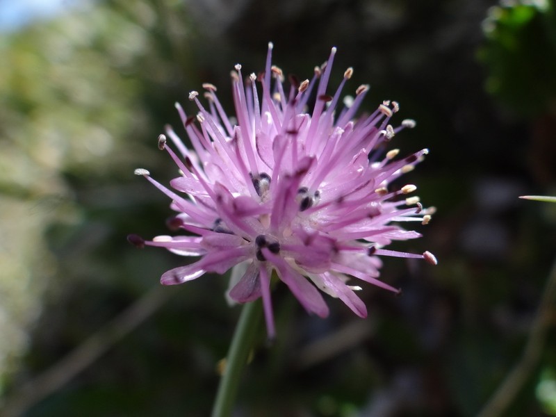Allium pumilum photo 5