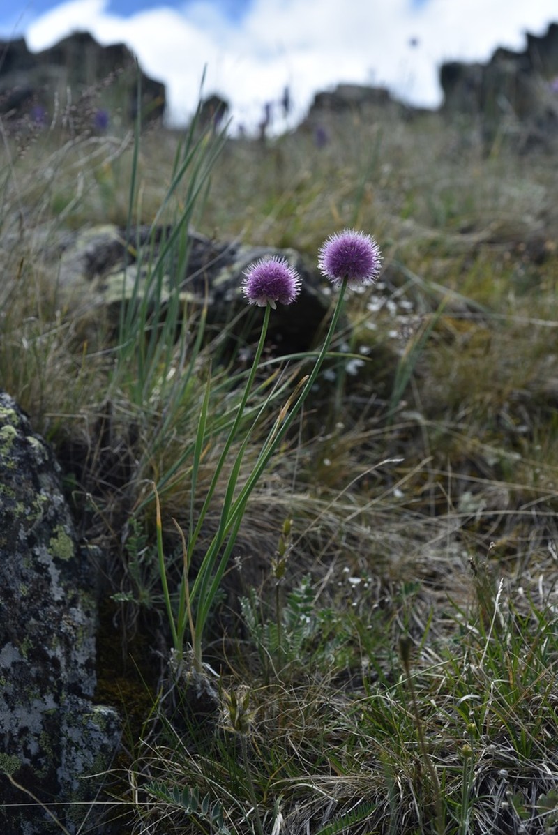 Allium pumilum photo 6