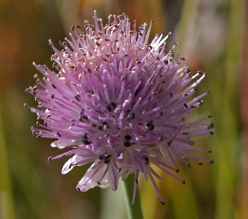 Allium pumilum photo 7