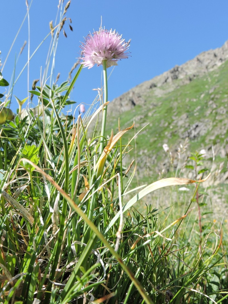 Allium pumilum photo 8
