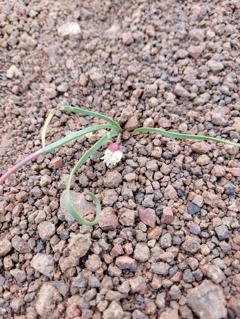 Dotted Onion photo 2