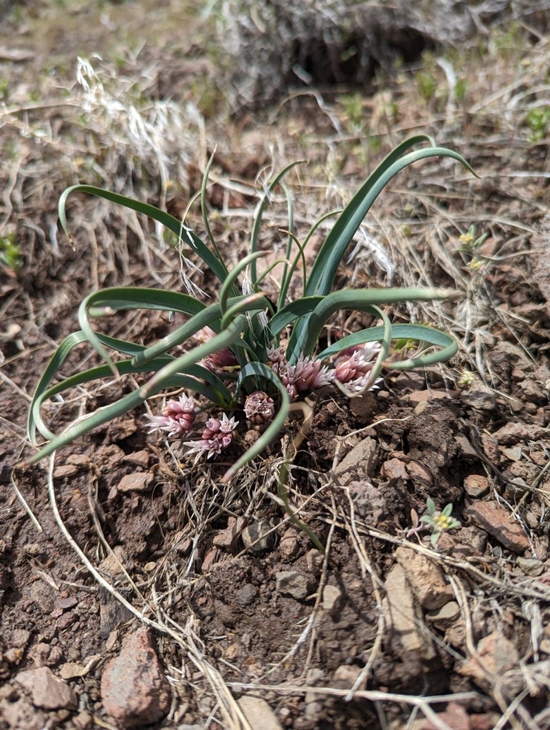 Dotted Onion photo 4