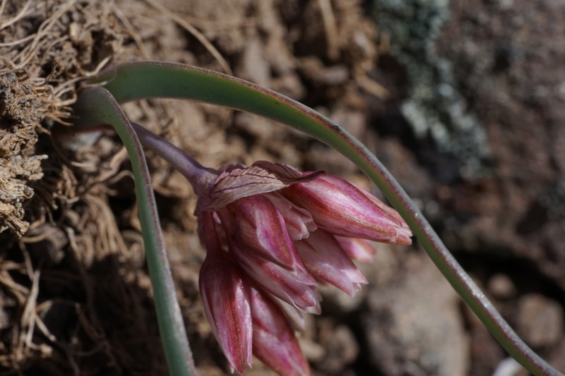 Dotted Onion photo 5