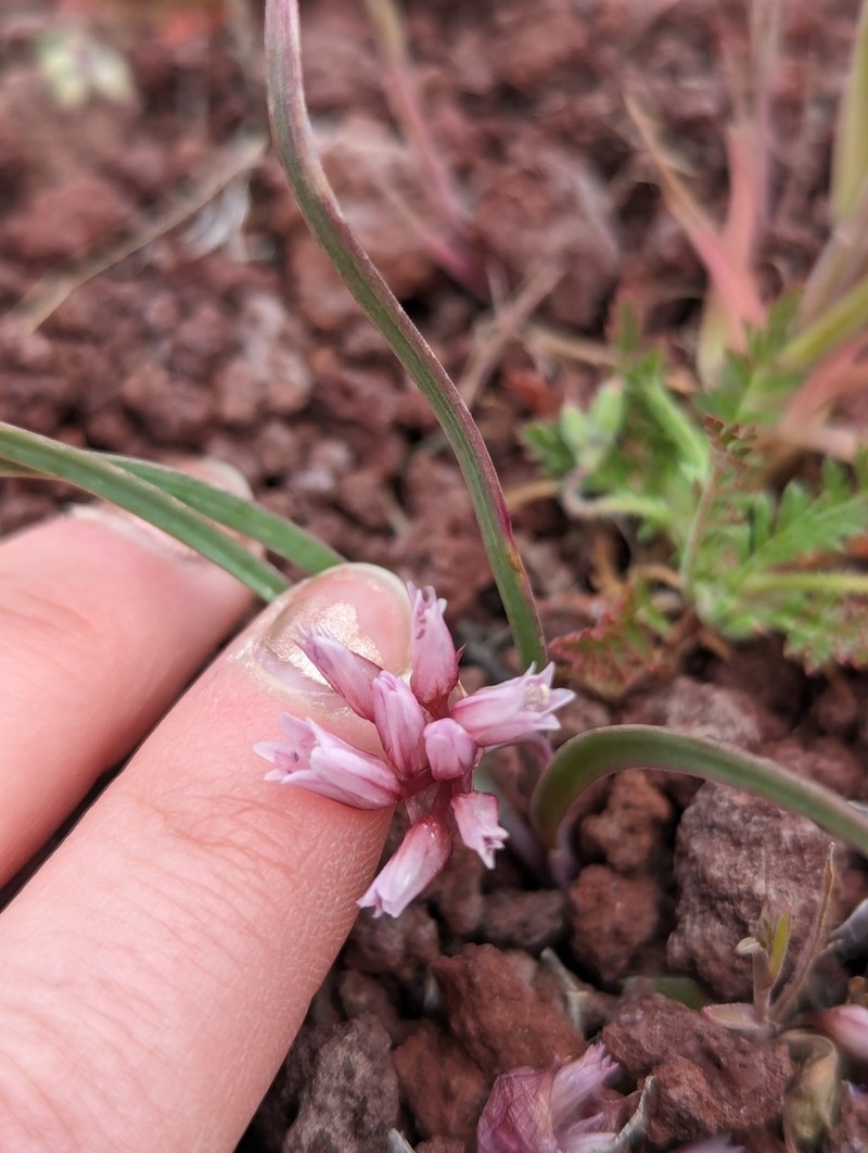 Dotted Onion photo 6