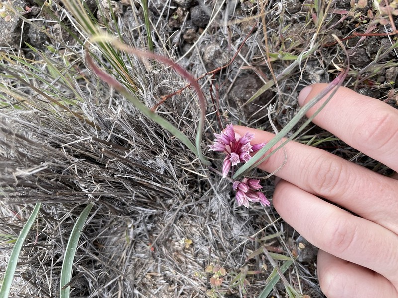 Dotted Onion photo 8