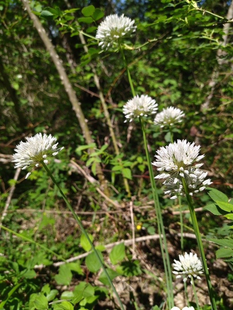 Allium pyrenaicum photo 2