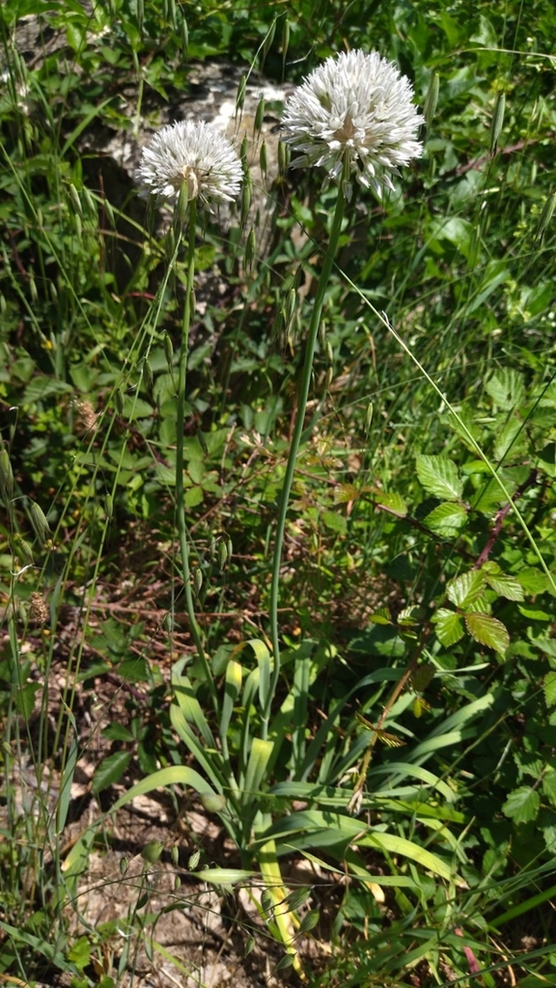 Allium pyrenaicum photo 3