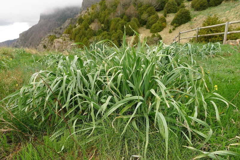 Allium pyrenaicum photo 4