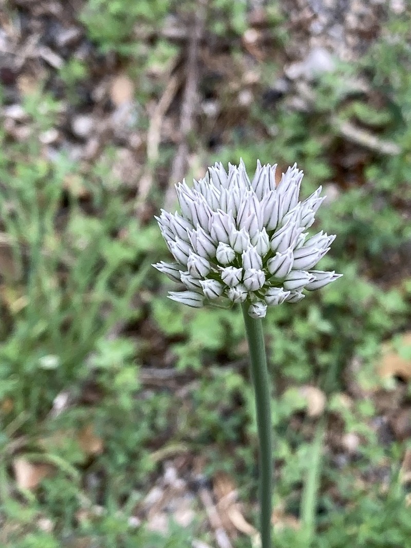 Allium pyrenaicum photo 5