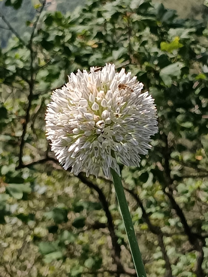Allium pyrenaicum photo 6