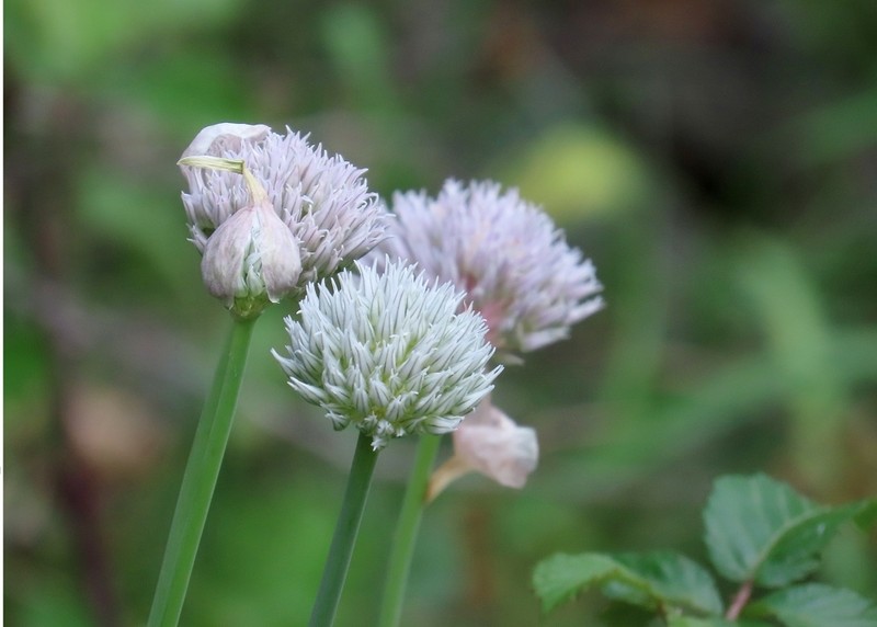 Allium pyrenaicum photo 7