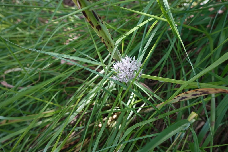 Allium pyrenaicum photo 8
