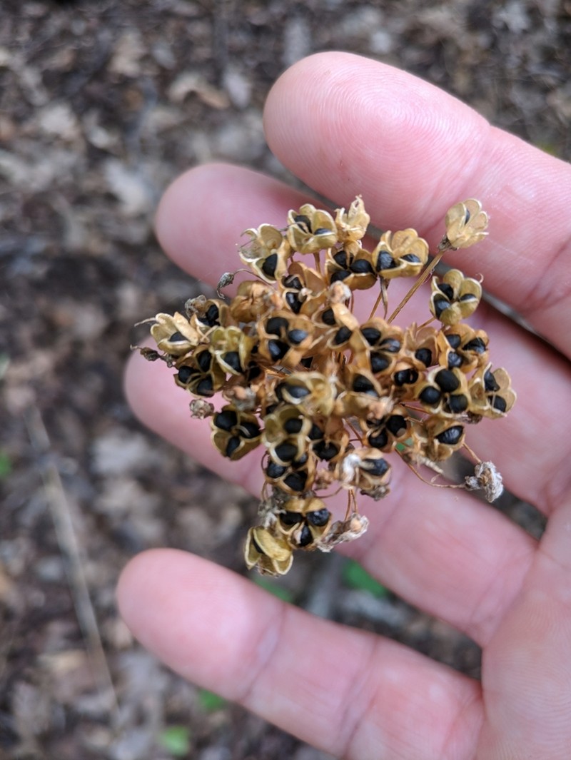 Allium quercetorum