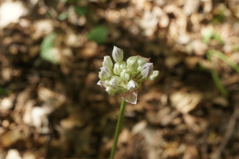 Allium quercetorum photo 2