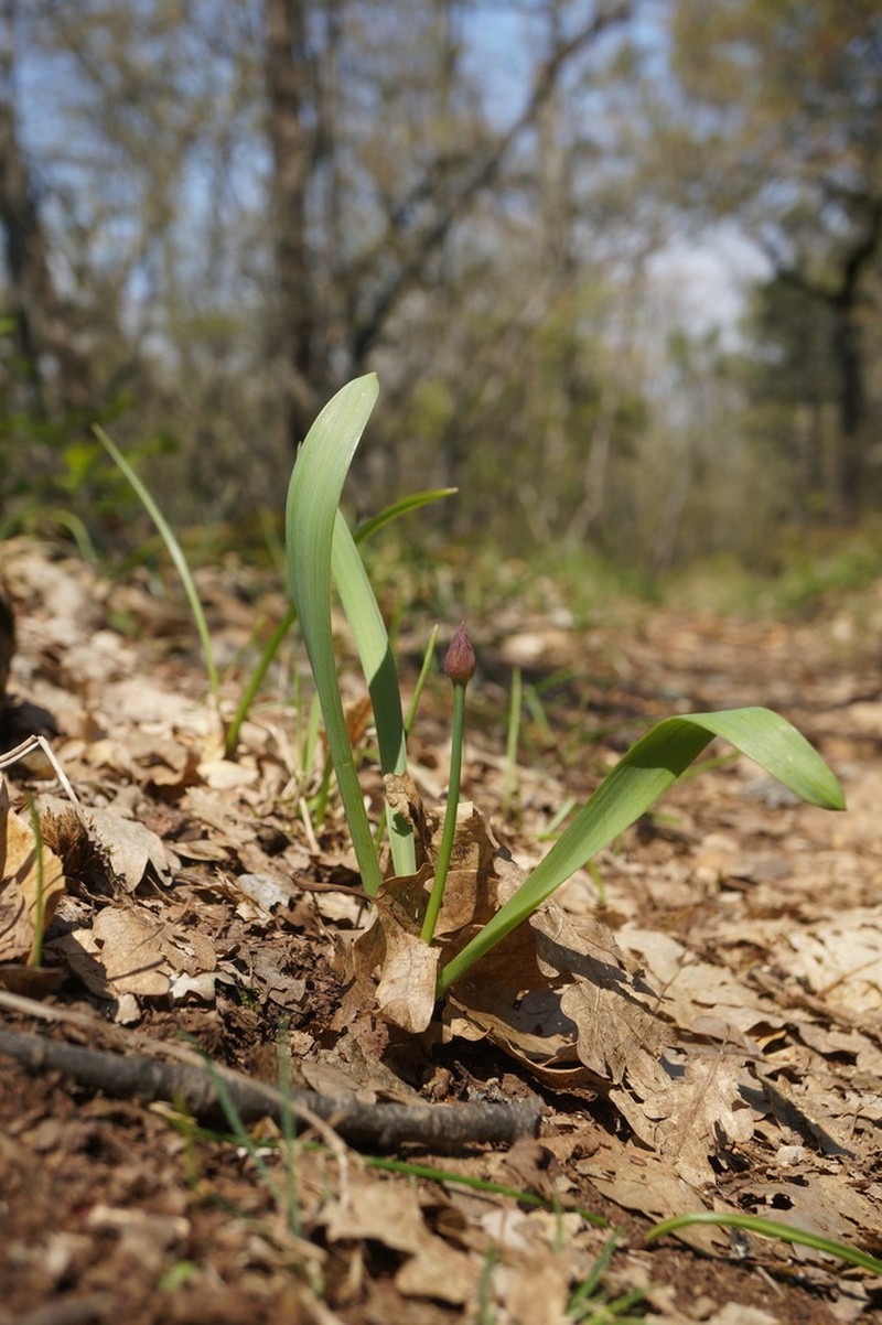 Allium quercetorum photo 3