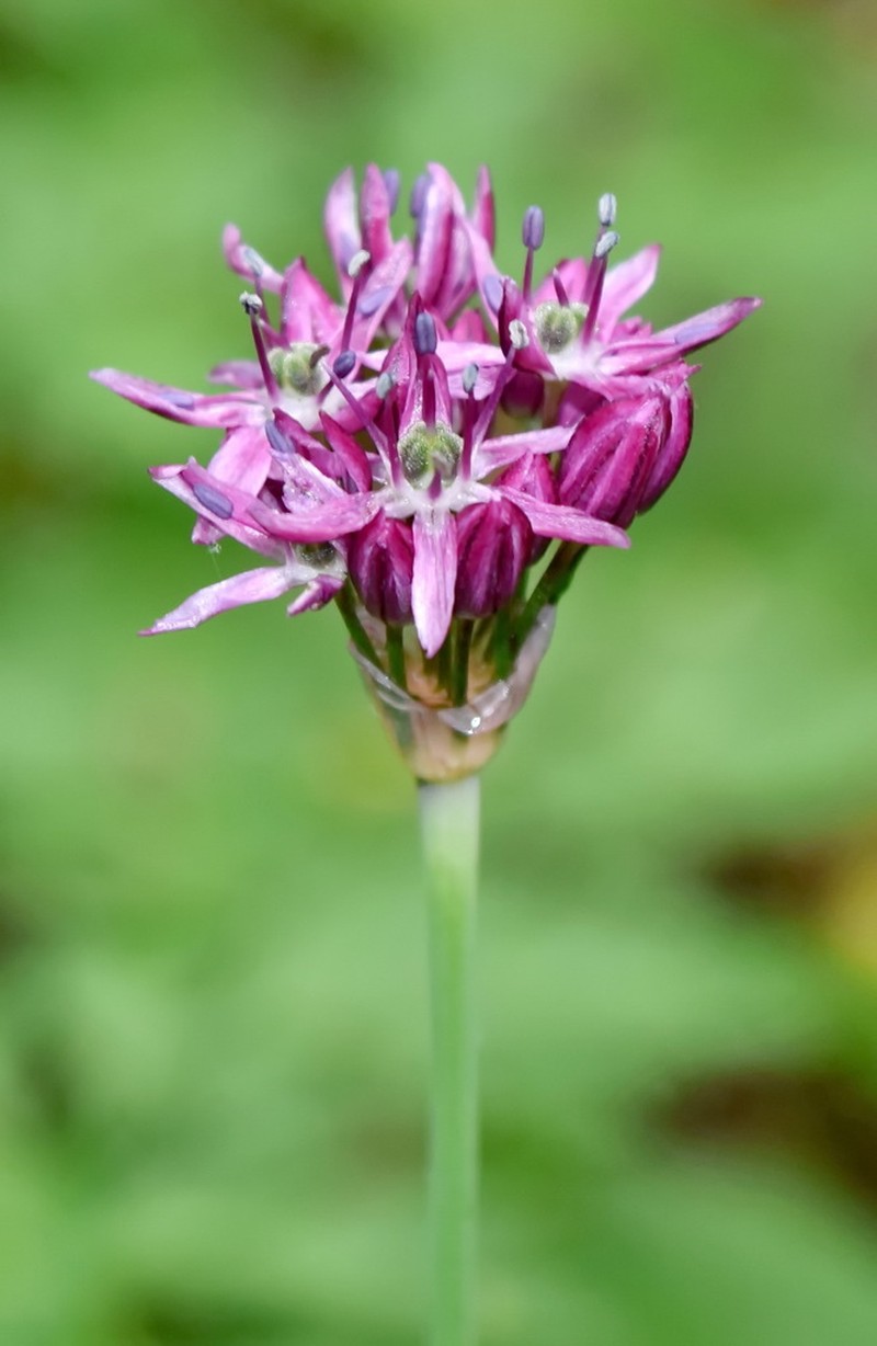 Allium quercetorum photo 4