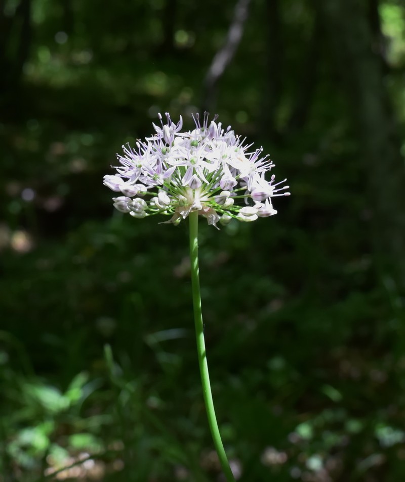 Allium quercetorum photo 5