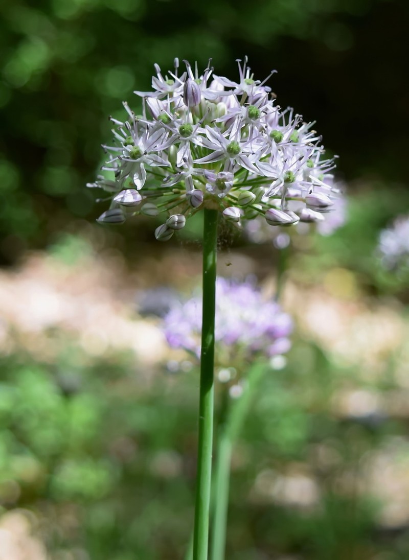 Allium quercetorum photo 6