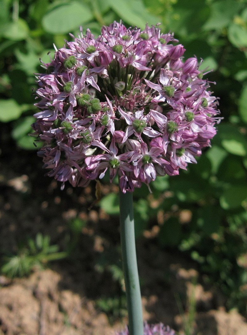 Allium quercetorum photo 7