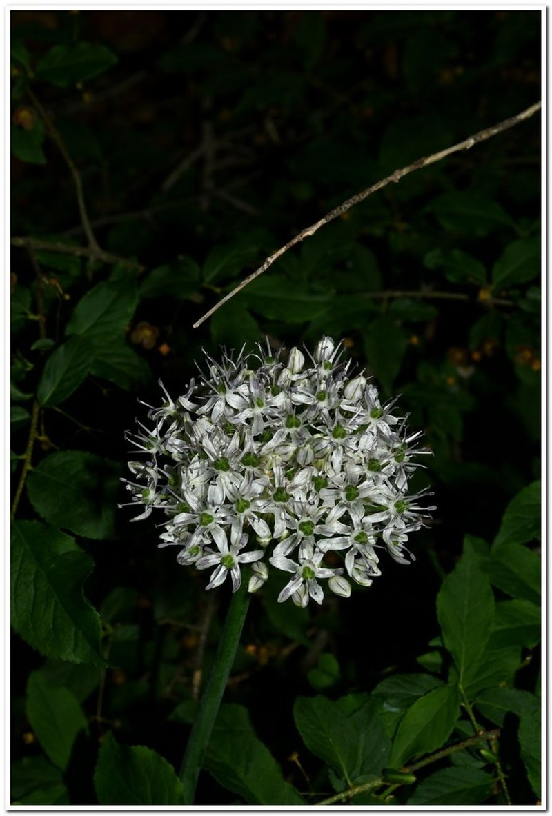 Allium quercetorum photo 8